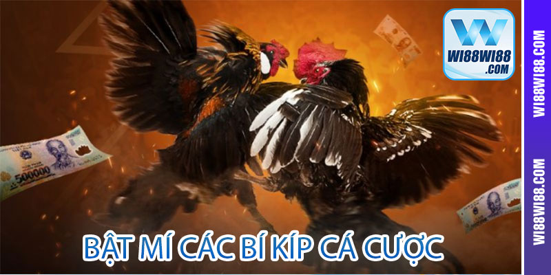 Bật mí các bí kíp cá cược Wi88wi88 đá gà thắng lớn