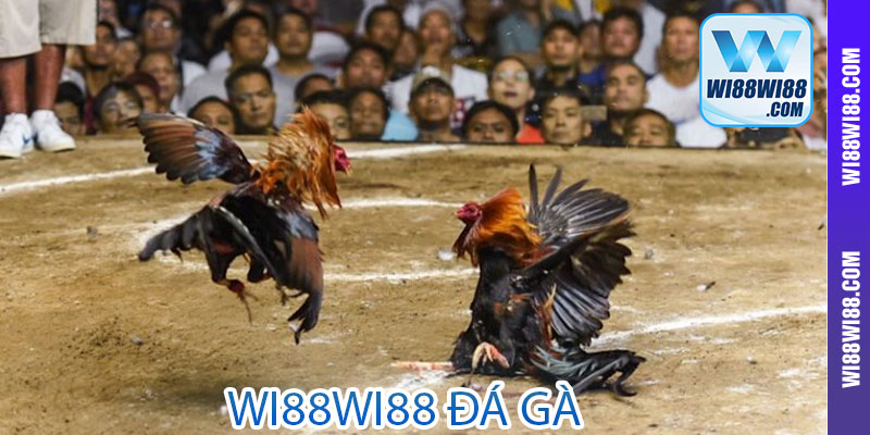 Tổng quan về Wi88wi88 đá gà